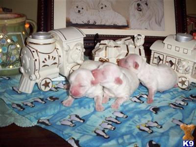 Coton De Tulear Puppies for Sale